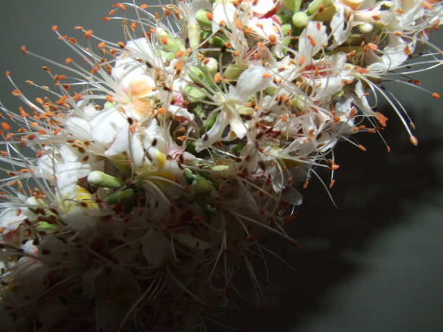 花花...... 摄影 英豪再闲