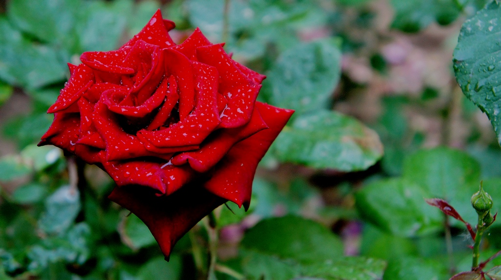 花懂雨 摄影 沁之蕊