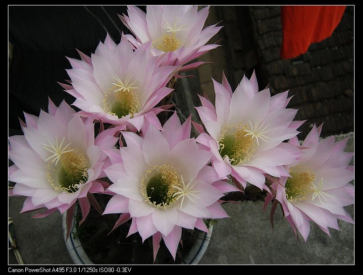 仙人球开花了 摄影 侬云映霞