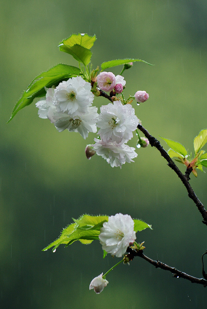 泪花 摄影 linhaizs