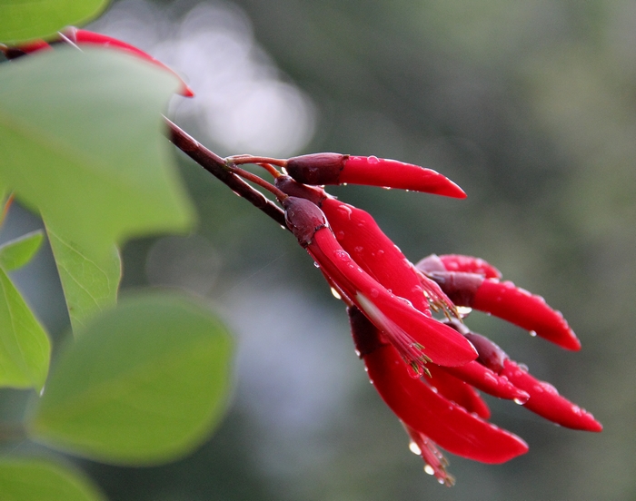 无名花 摄影 奇虎南侠