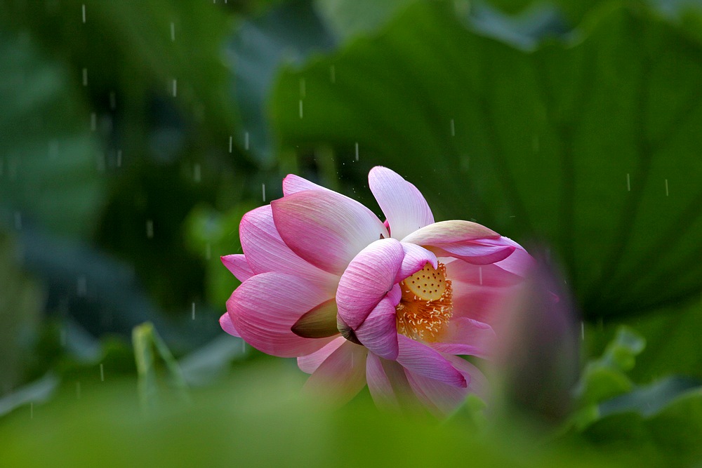 雨中并蒂莲 摄影 华影