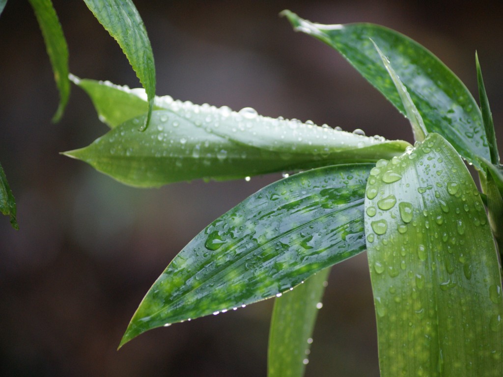 雨后 摄影 晓燕77