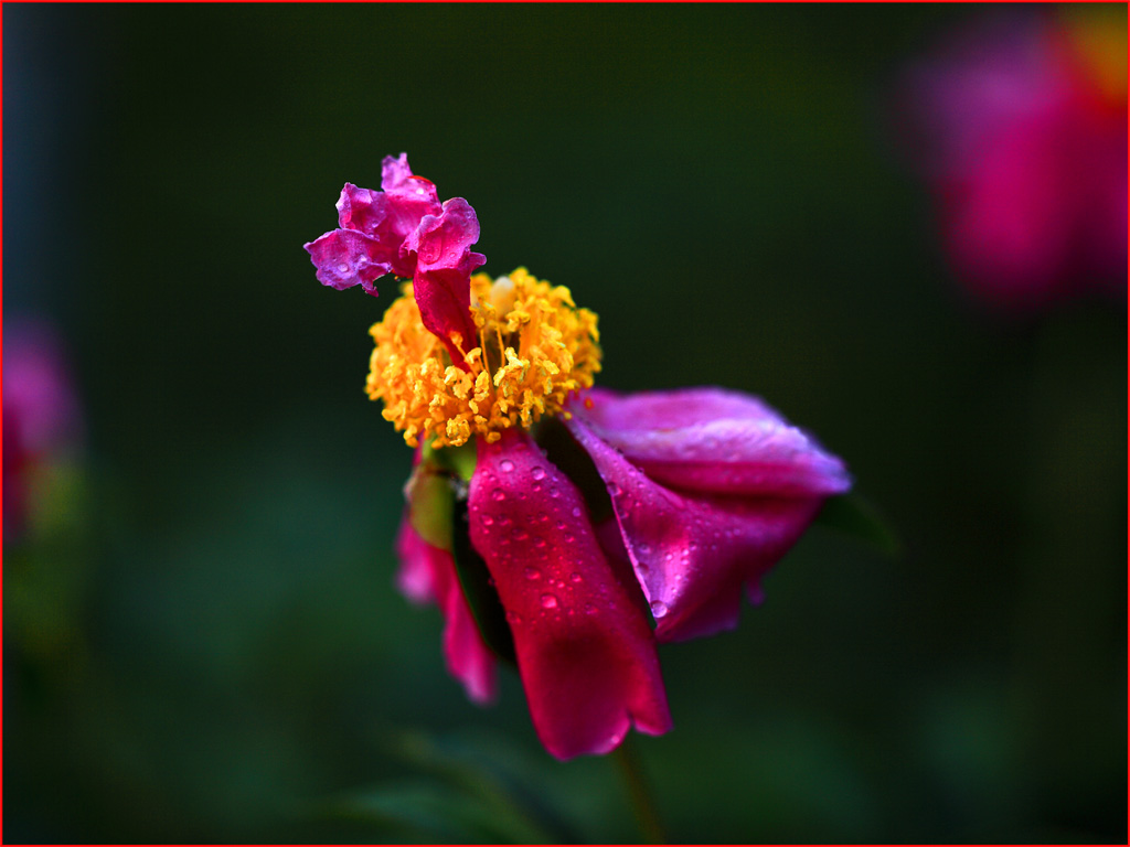 冷落芍药魂 摄影 湛思