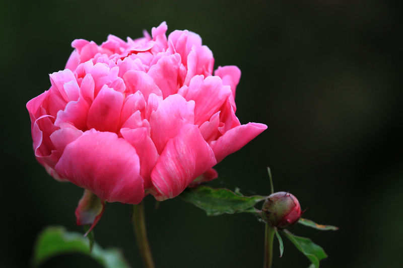 芍药花 摄影 修身致远