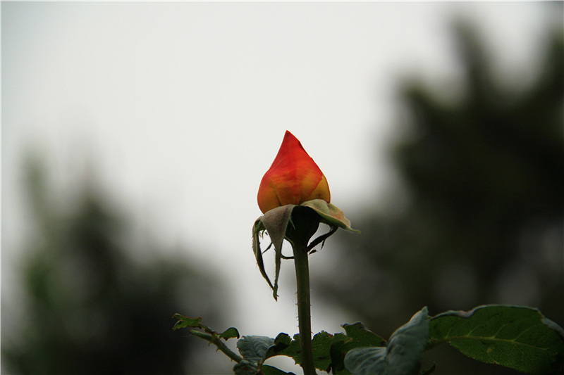 一枝独秀 摄影 baiguo