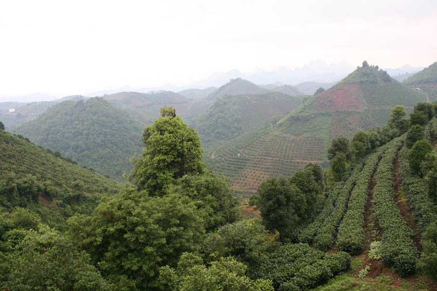 阳朔七仙峰茶场的地理环境 摄影 莫惠中