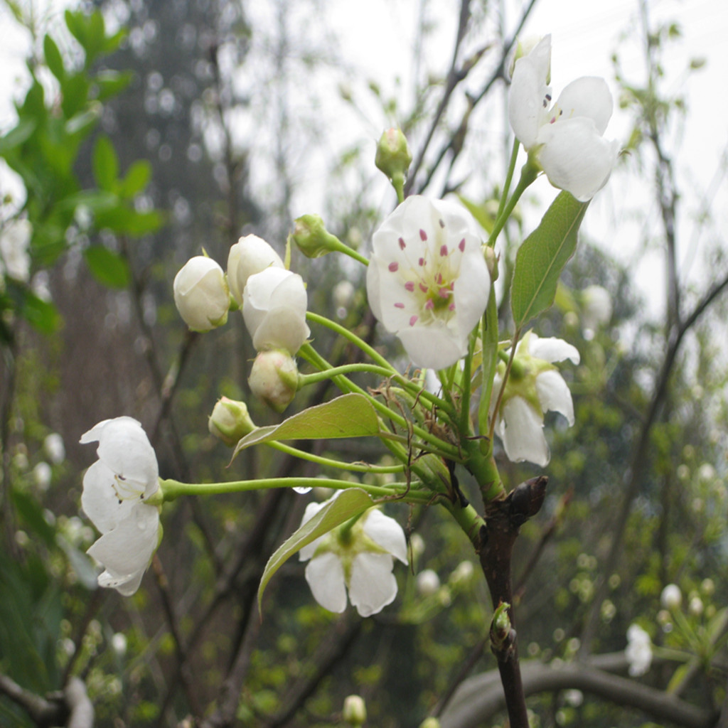 早春 摄影 xinxin向荣