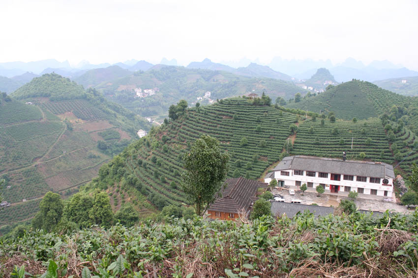 七仙峰茶场 摄影 莫惠中