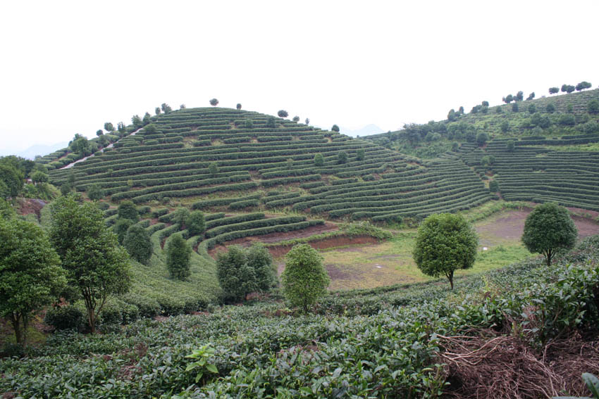 阳朔七仙峰茶场之聚宝盆 摄影 莫惠中