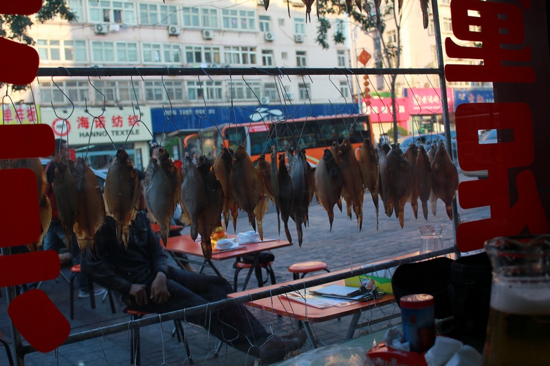 鼓眼 摄影 游泳地鱼