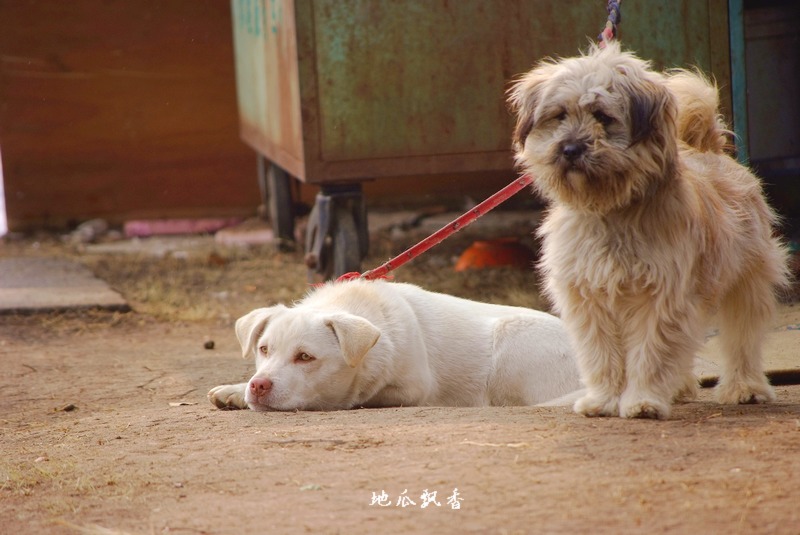 哥俩好！ 摄影 地瓜飘香