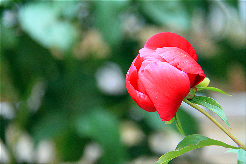 花儿 摄影 baiguo