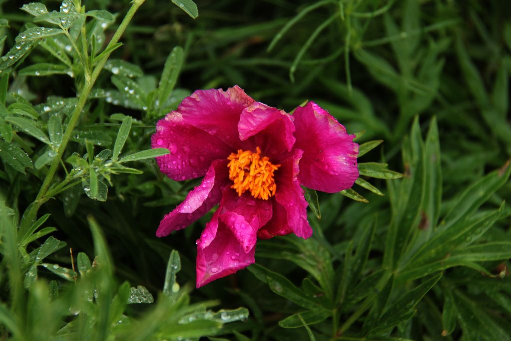 野芍药 摄影 夏雪儿