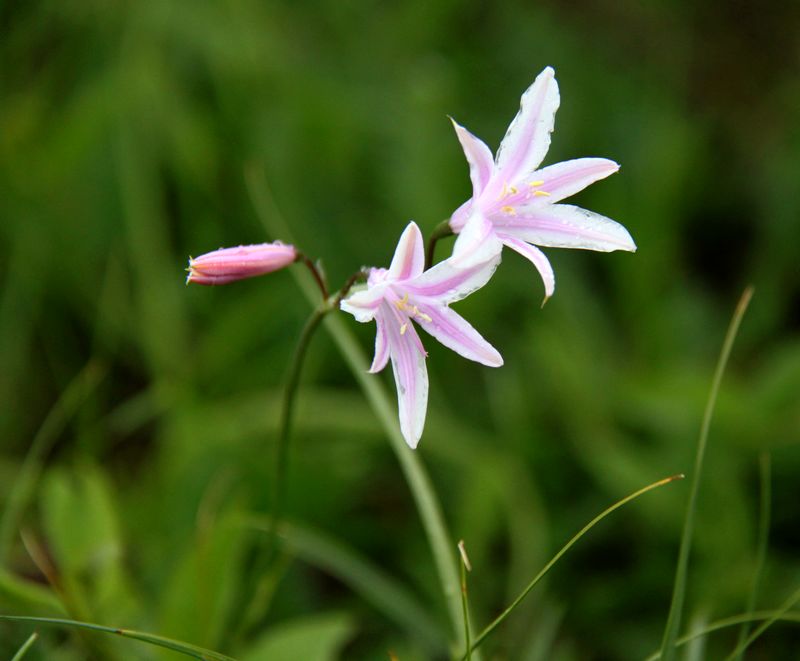 无名小花 摄影 夏雪儿