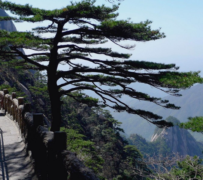 黄山劲松 摄影 边疆