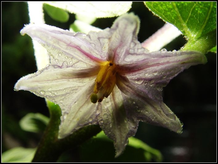 茄子花 摄影 红棉