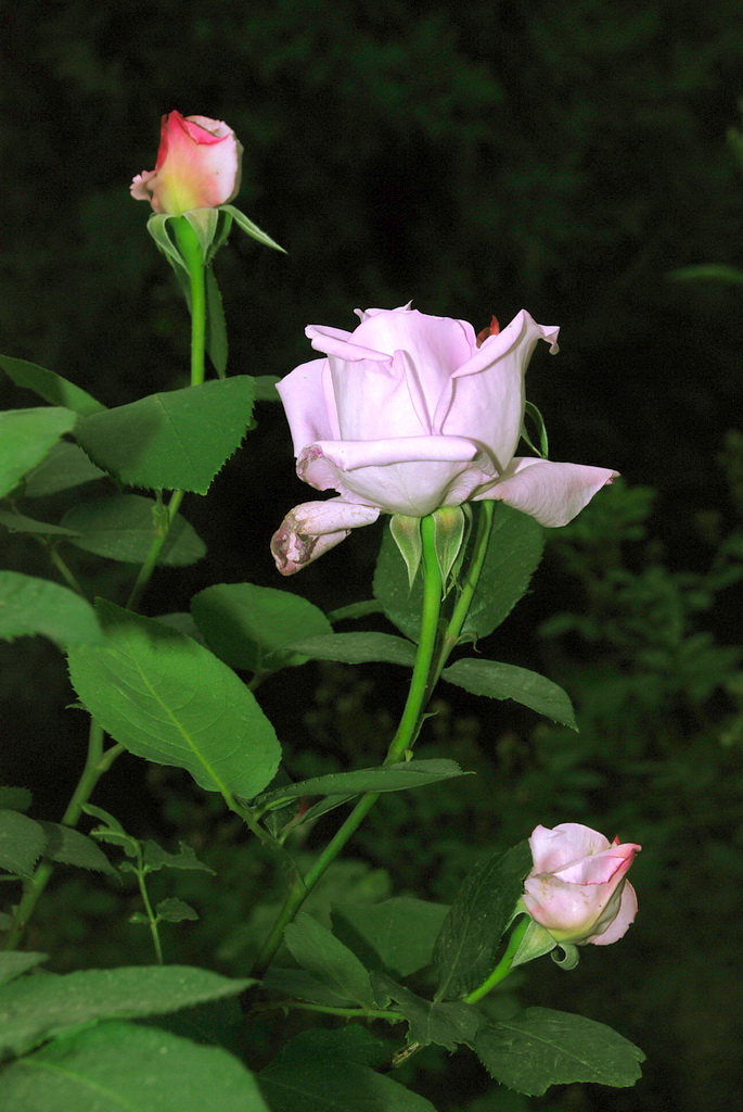 月季花  29 摄影 三届