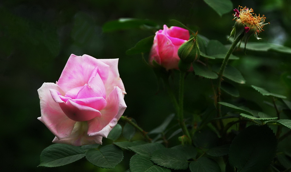 月季花  32 摄影 三届