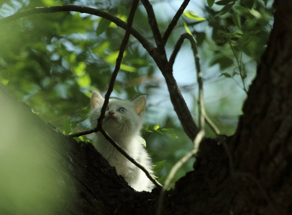 树上的小猫3 摄影 新厨师