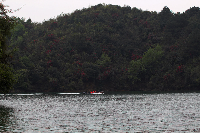 杜鹃花 摄影 东海神龙