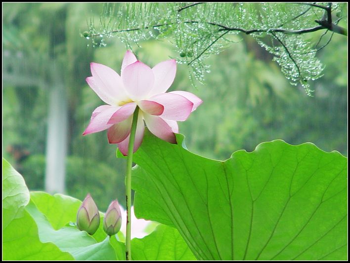 雨中荷 摄影 红棉