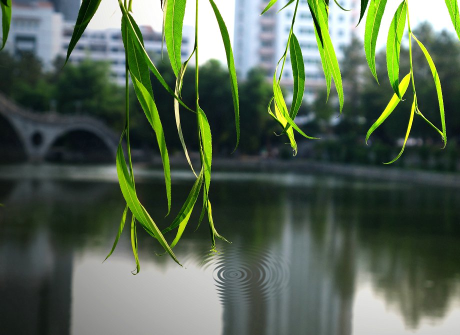 静静的风雨湖 摄影 我的光影世界