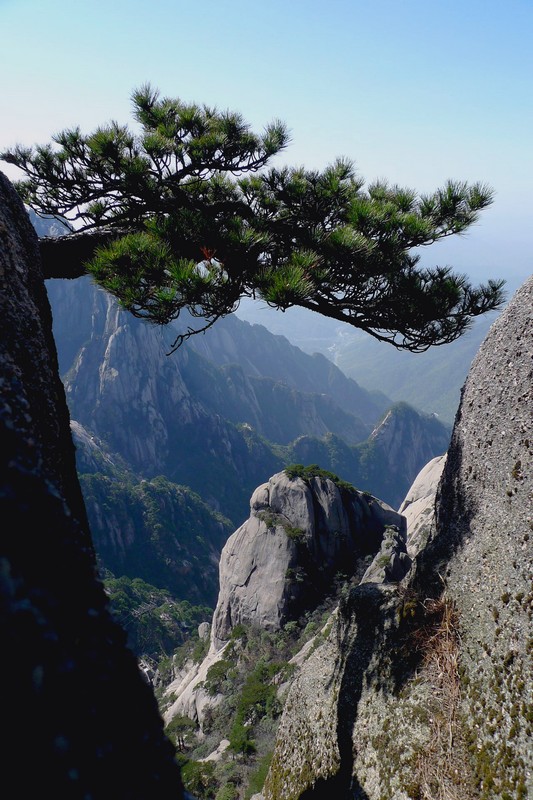 黄山劲松 摄影 边疆