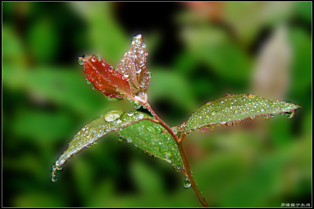 雨中小草 摄影 乐小