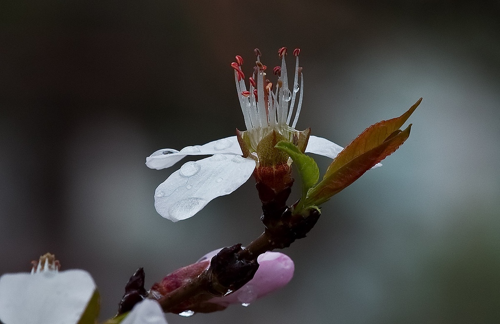 桃花 摄影 修行