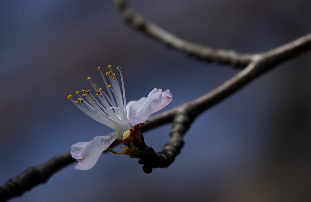 桃花 摄影 修行