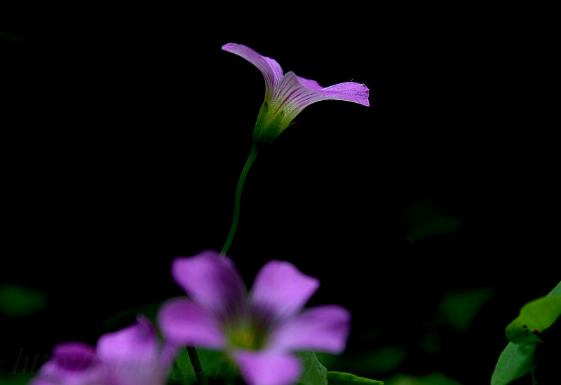 酢浆草花卉 摄影 萧二哥