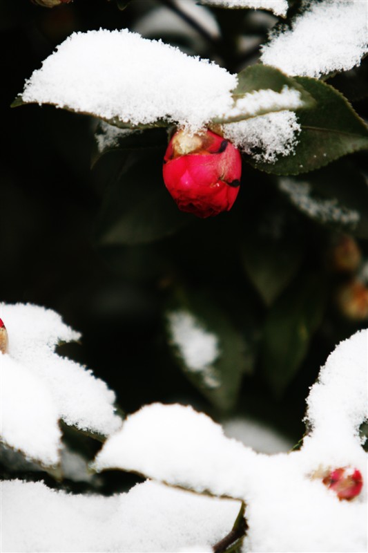 雪里紅 摄影 启顺