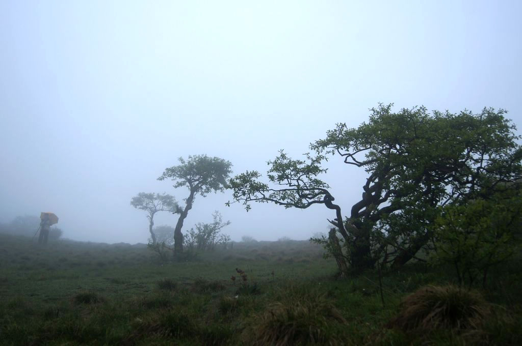 秦岭印象~5~牛北山上那棵树 摄影 搏击光影手