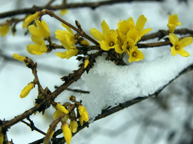 迎春白雪 摄影 青之