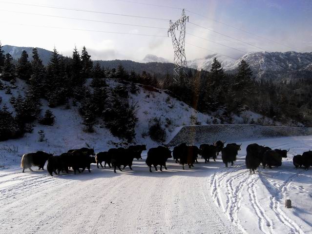 雪路 摄影 冬吉吉