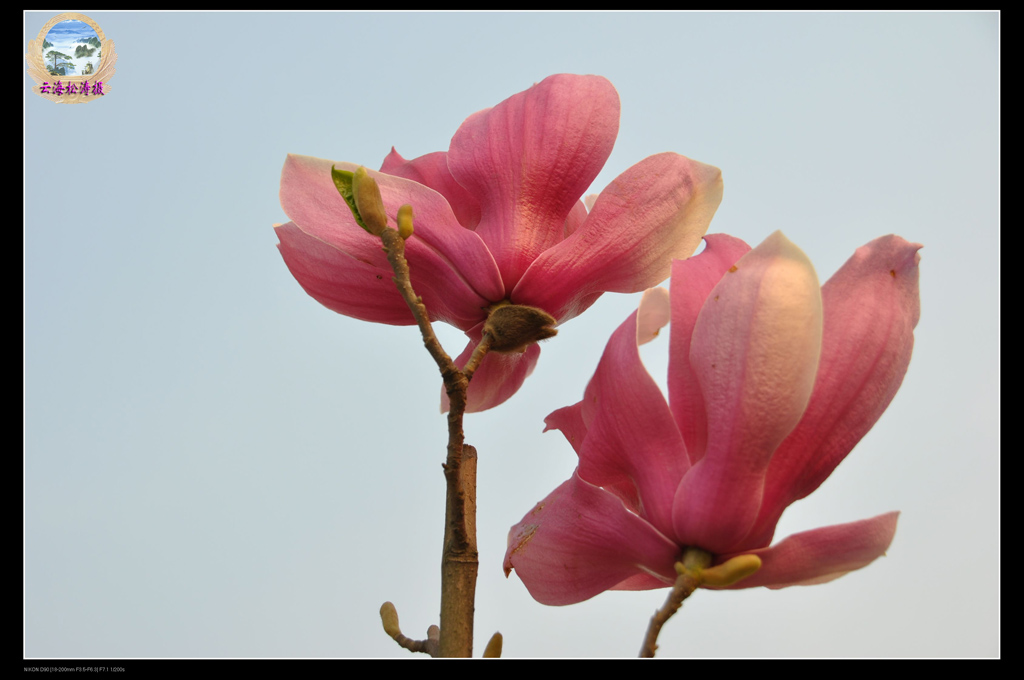 姊妹花(点击欣赏) 摄影 云海松涛