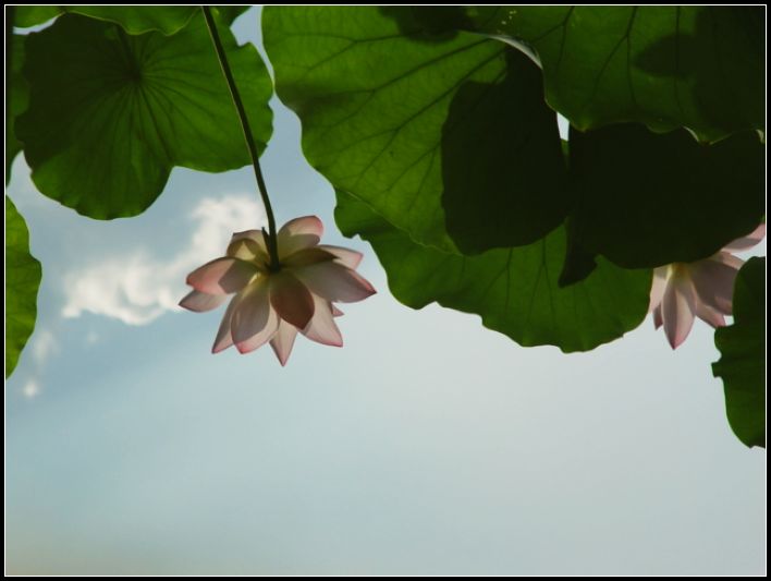 影中荷 摄影 红棉