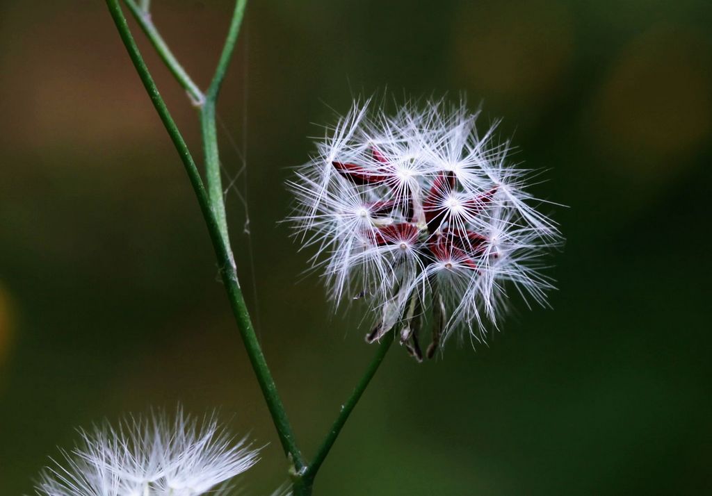 残花败絮 摄影 走过四季