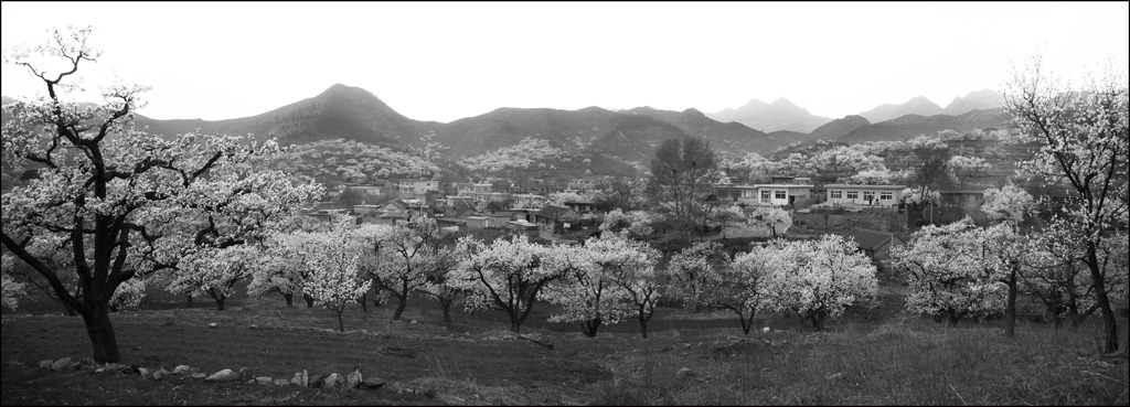 山村三月梨花乱 摄影 老茶