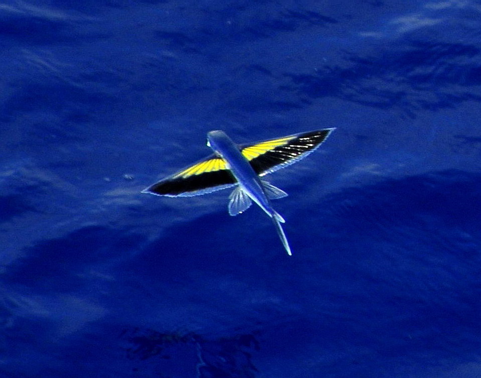 美丽的南海风光之十三——-南海飞鱼 摄影 江林风光