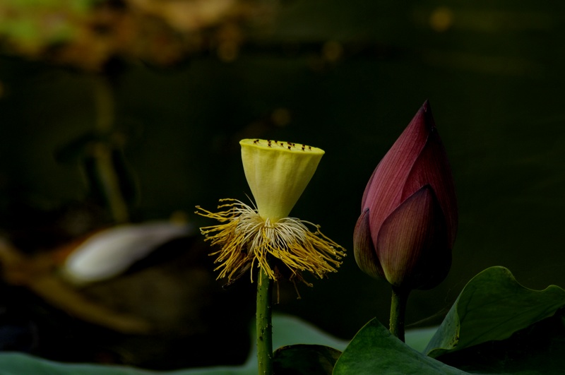 花开花落 摄影 HANSS