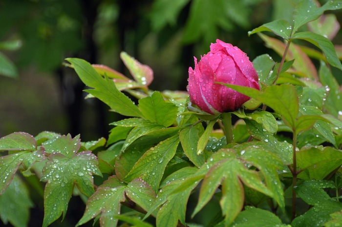 雨中牡丹 摄影 独行侠闯天涯