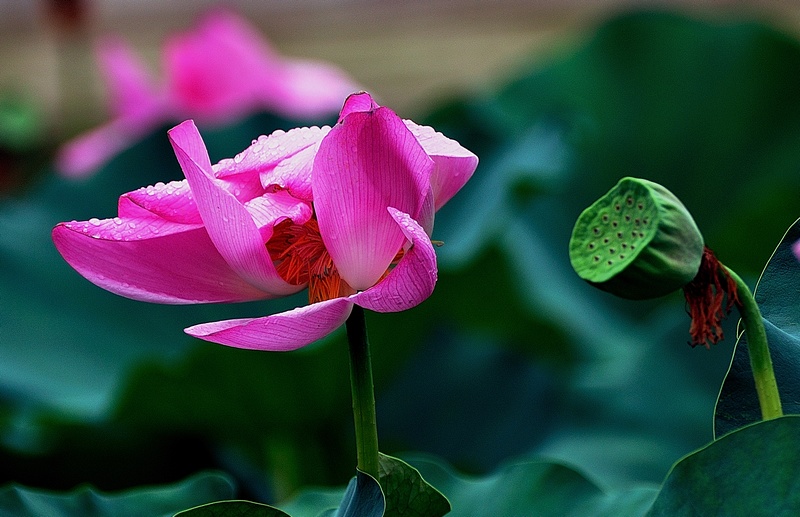 荷·莲 摄影 花梨瑁