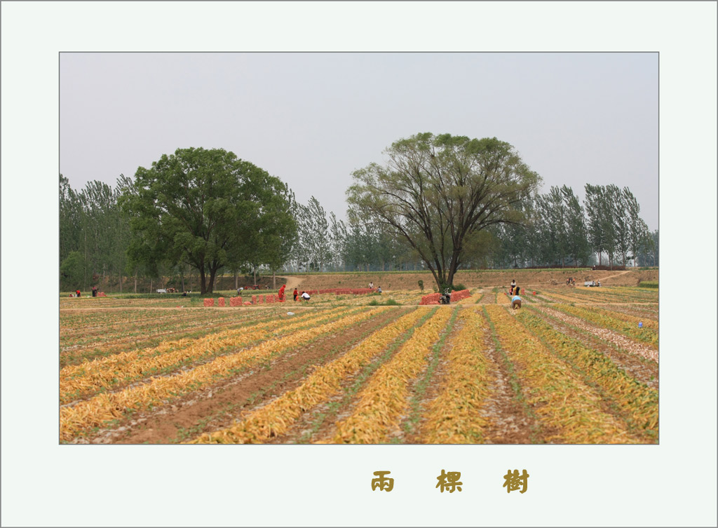 两棵树 摄影 虎父龙子