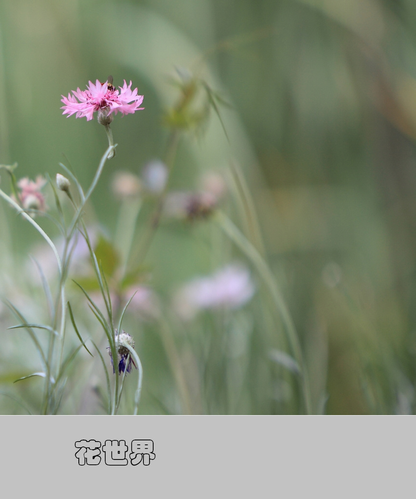 花世界 — 小花 2011（074） 摄影 满世界