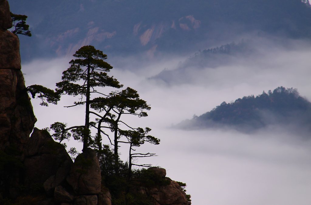 黄山.松影 摄影 sanse