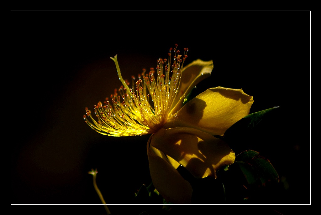 ~金丝桃~ 摄影 心有芊芊