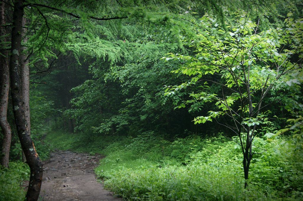 秦岭印象~6~下山的路 摄影 搏击光影手