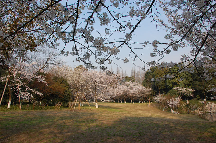 杭州太子湾公园 摄影 客来信